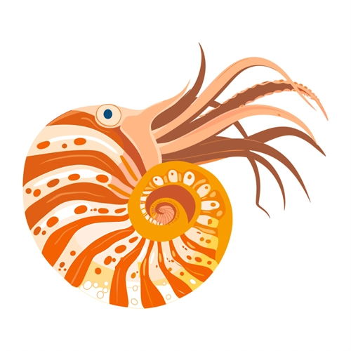 Under the Sea Theme Nautilus Transparent Sticker